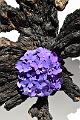 nature morte2